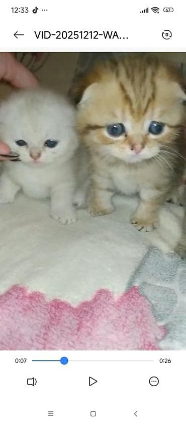 pişik pers: Britan — 8