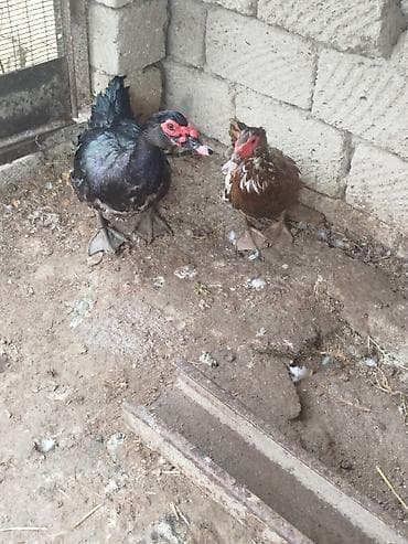 kayuqa ordəyi: Erkək, | Lal ördək, Damazlıq — 1