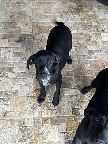 ovcharka balasi satilir: Kurtxar, 5 ay, Dişi, Peyvəndli, Ünvandan götürmə — 2