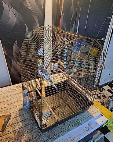 geref quşu: Karella erkək Hazir — 3