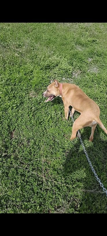 Pitbul, 8 ay, Erkek, Ünvandan götürmə lalafo.az -da Pitbul, 8 ay, Erkek, Ünvandan götürmə