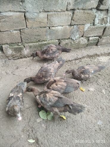 akvarium balıqlarının satışı: Erkək, | Lal ördək, Damazlıq, Ünvandan götürmə — 3