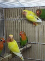 Boşqablar: Tutuquşu popuqay fişer . İki - dörd aylıq . Sarı iki aylıq nerazlucnik — 4