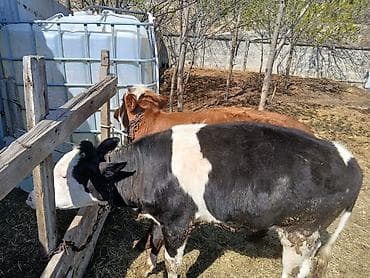 balaca ev itləri: Məhsul: 2 baş Disi dana satilir - Növ: iri buynuzlu heyvan — 6