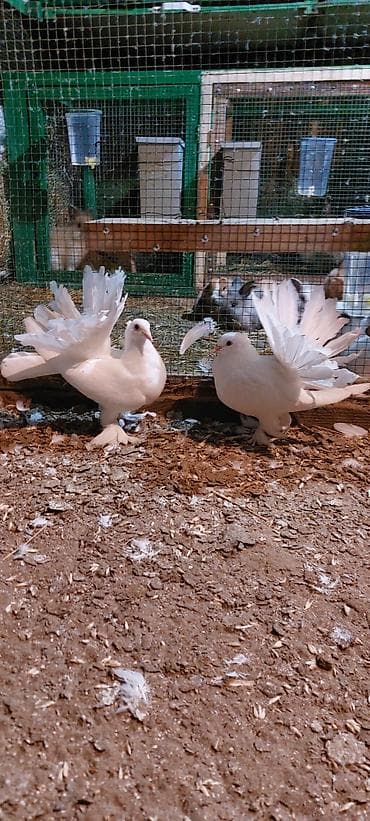 Wekilde gorduyunuz londonlar satiir qiymet optum 1 ededine aidir tek