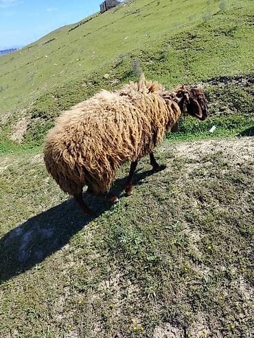 agdam xoruzu gence: Erkey toğulu satılır istəyən olsa yazsın video sun atım baxın real — 3