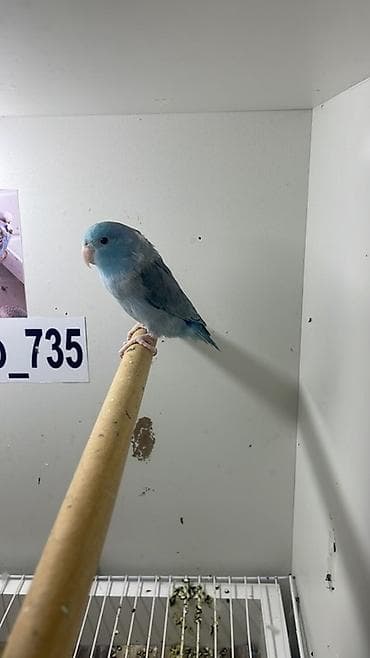 Pişiklər: Məhsul: Parrotlet (cırtdan tutuquşu) – mavi rəng mutasiyası — 1