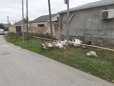 qus tutulma: Salam Hinduşkalar diri çəkisi --- erkəklər 12 manat, Dişilər 15 manat — 3