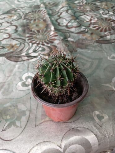 pendir qiymeti: Mini qablarda dekorativ kaktuslar - Növ: kürəşəkilli mini kaktus — 2
