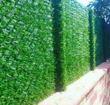 qazon satışı: Qazon.süni qazon. topdan satış.sarmaşıq. süni — 1