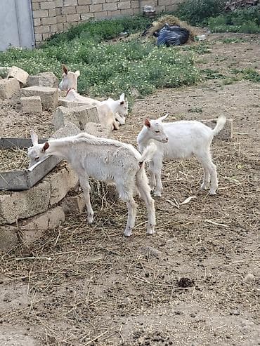 keci sudluk: Erkək çəpişlər buynuzsuz qabacdılar.anaları 4 litr süd verir.təmiz — 2