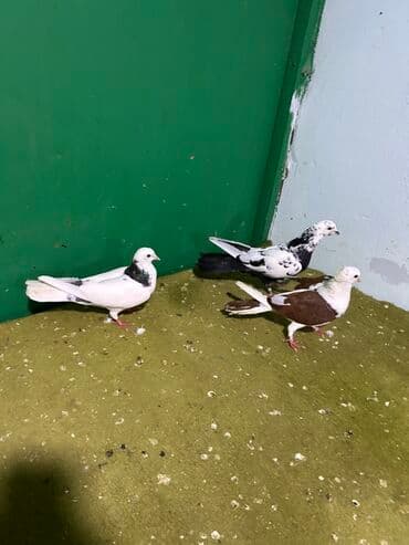 arpa bugda: Ev göyərçinləri – 4 ədəd - Rənglər: ağ-qaralı (2 ədəd müxtəlif — 1