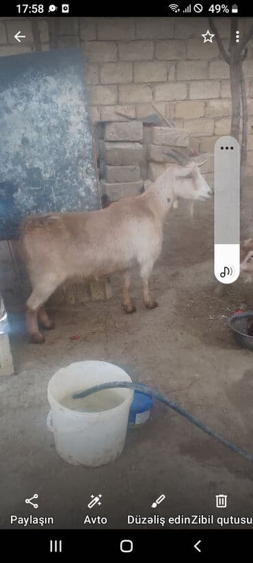 Məhsul: Ev təsərrüfatı üçün keçi Təsvir: - Şəkildə göründüyü kimi