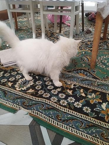 şirin pişik: Yaxşı əllərə — 2