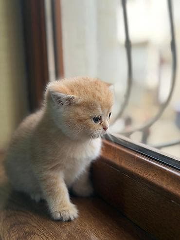 pekines it satisi: Erkək, Dişi, Yaxşı əllərə, Ünvandan götürmə, Pulsuz çatdırılma, Ödənişli çatdırılma — 1