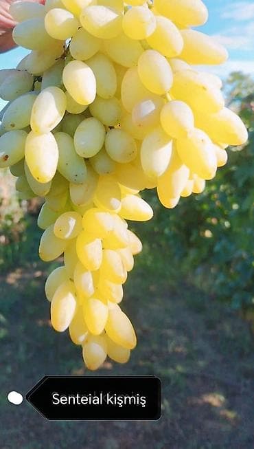 kala bitkisi: Üzüm tingləri satılır 070 2223552 zəng və vatsap. Tinglər dipçəkli və — 5