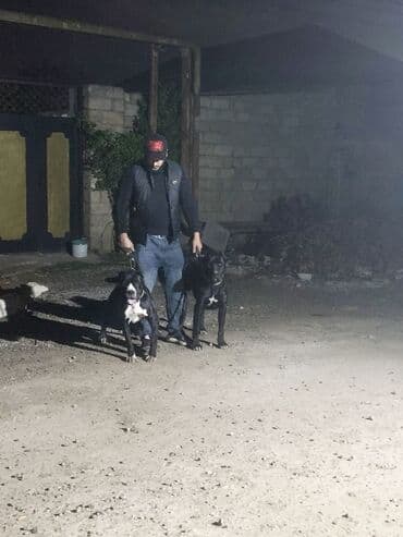 İtlər: Kane-Korso, 1 il, Dişi, Peyvəndli, Ödənişli çatdırılma, Ünvandan götürmə — 1