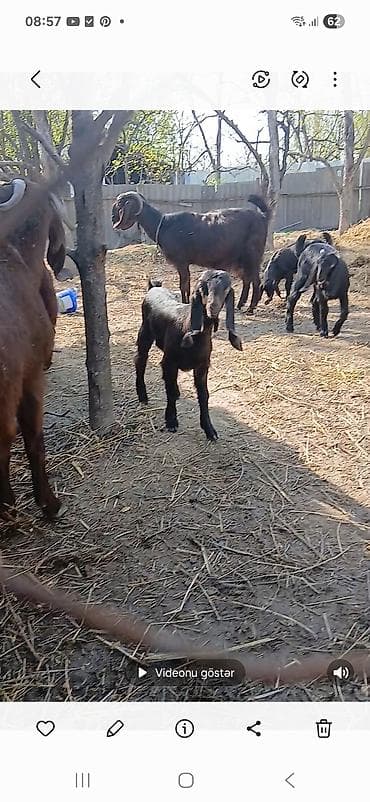 keçi: Keçi sürüsü – ana keçilər və balaları - Şəkillərdə olan yerli cins — 4