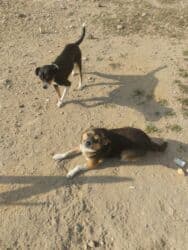 ov itler: 1 ay, Dişi, Ünvandan götürmə — 7