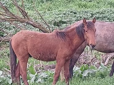 inek cinsleri: Qəhvəyi tay (at balası) - Rəng: tünd qəhvəyi, yelin və quyruqda daha — 1