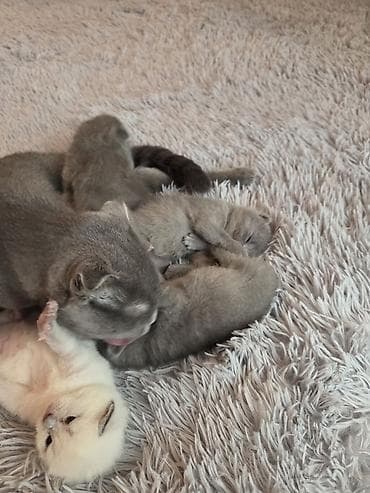 super alabay kl: Şotland — 4