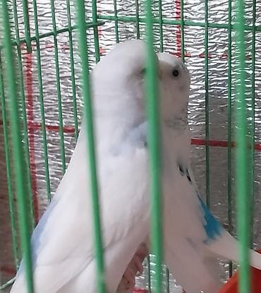 tutuquşlar: Hazır cüt valnisti satılır altında balası ilə birlikdə qəfəssiz yuva — 4