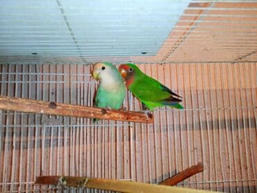 tuk tuk mmc: Nerazlucnik fişer ayrilmazlar maskvıy deyillər cütdu satılır hazır — 6