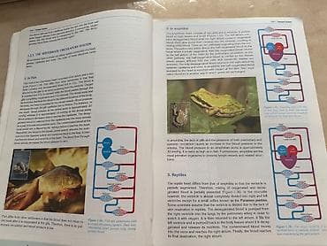 bas gitara: Məhsul: “Biology 3” dərsliyi Nəşriyyat: Sürat Publications ( — 7