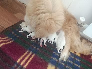 çin aslani: Pekines — 1