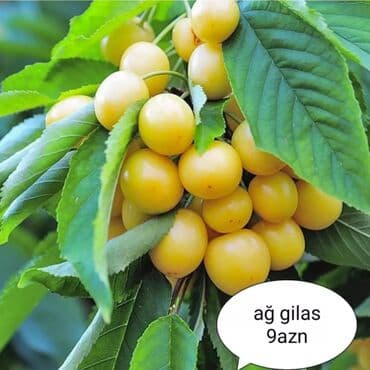 bitki dərmanları satışı: Килемейве. Тинклери. Сатылыр. Чатдырыма. Вар. Вотсапп — 8