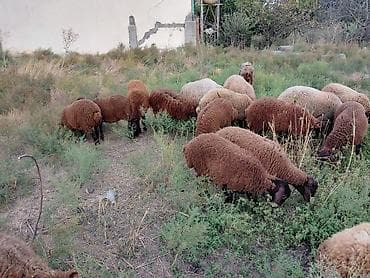 at satiwi: Dişi, Qala, il: 1, 50 kq, Damazlıq — 7
