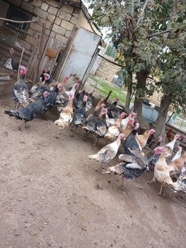 Inəklər, öküzlər: Məhsul: Hinduşka sürüsü Təsvir: - Geniş həyət şəraitində saxlanılan — 2