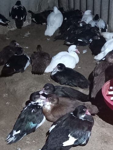 Inəklər, öküzlər: Lal ordek 35.40 azn — 2