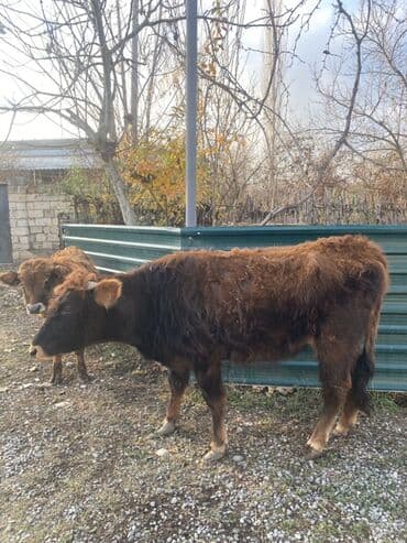 Salam, 1ci inək 3cü qarın boğazdır 7 aylığ. İkinci inək, 1ci qarına lalafo.az -da Salam, 1ci inək 3cü qarın boğazdır 7 aylığ. İkinci inək, 1ci qarına