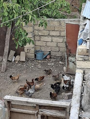 sican balası: Toyuq, Damazlıq — 3