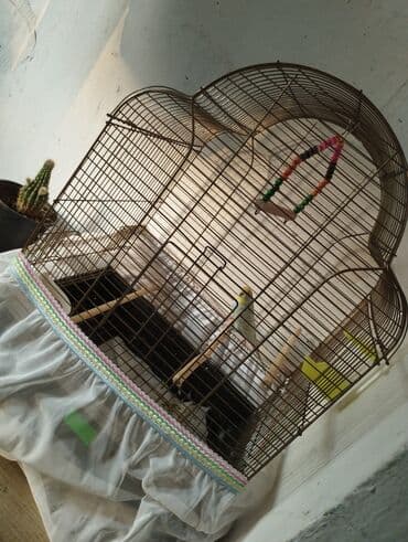 сетка для клетки попугая: Dəyirmi günbəz formalı, qəhvəyi metal çubuqlu quş qəfəsi. Qəfəsin — 5