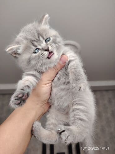 pişiy adlari: Erkək, Dişi — 2