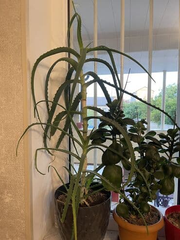 алоэ пайдасы: Aloe Vera bitkisi Baxımı asan, havanı təmizləyən və şəfalı — 4
