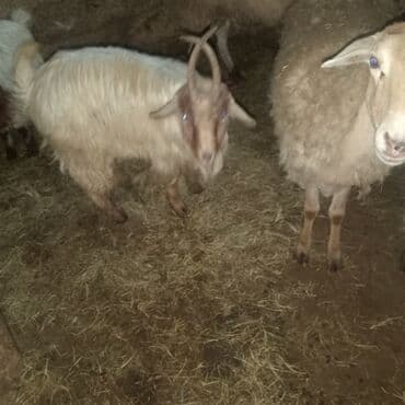 Alfa Romeo: Məhsul: Qoyun və keçi Təsvir: - Şəkildə təsvir olunan təsərrüfat — 1