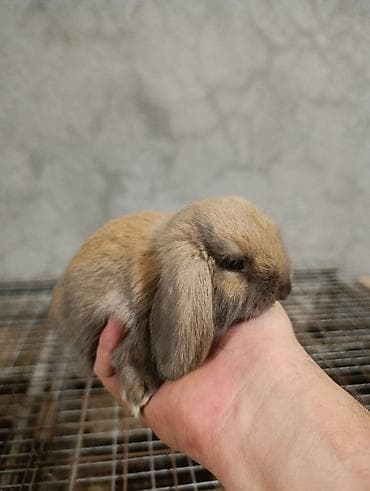 Кролики: Mini Lop dekorativ dovşan balaları - Cins: Mini Lop (aşağı sallanan — 8