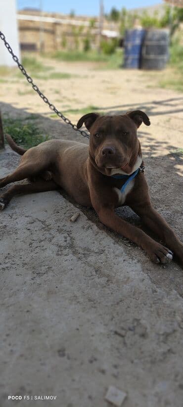 Pitbul, 1 il, Erkek, Peyvəndli