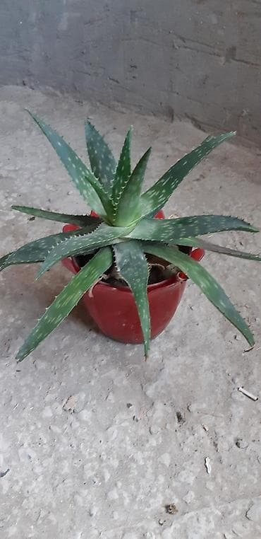 zolotoy us bitkisi: Aloye .Mualicevi.2 il — 2