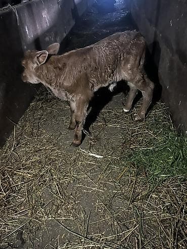 ag qulaq inek cinsi: Dişi — 2