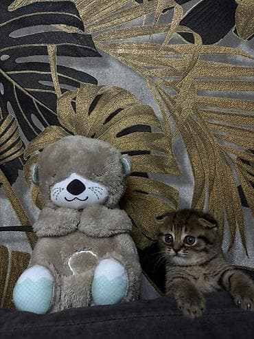 Şotland yastı qulaq, Erkək, Dişi, Yaxşı əllərə, Ödənişli çatdırılma, Pulsuz çatdırılma, Ünvandan götürmə