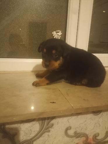 heyet iti etibarlı: Rotveyler, Peyvəndli — 3