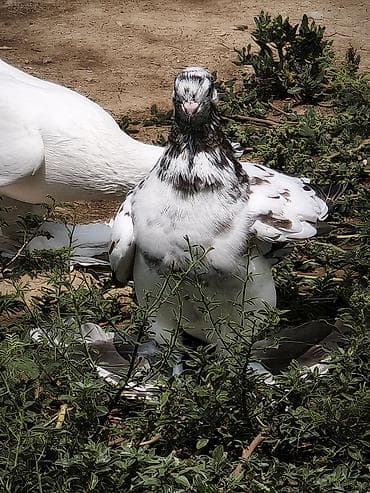 ev heyvanları it: Oynaq quş balasıdı iri lələkli hələ uçmayib — 2