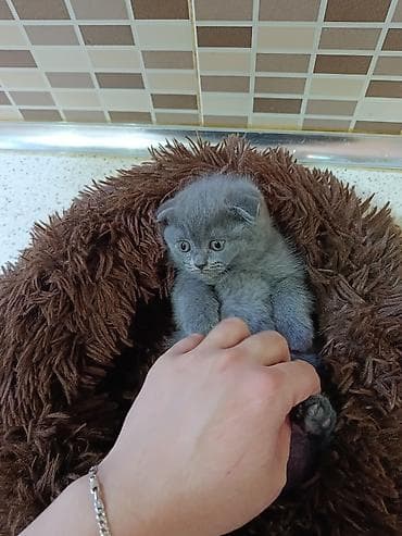 Şotland yastı qulaq — 4