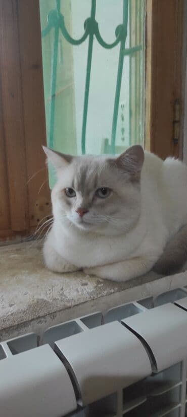 pişik üçün tualet: Britan — 3