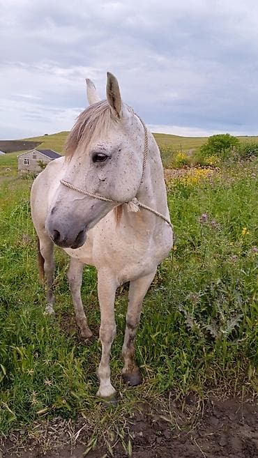 coban iti qiyməti: Yorga at, 30+ süreti var, 6 yaşı var — 1
