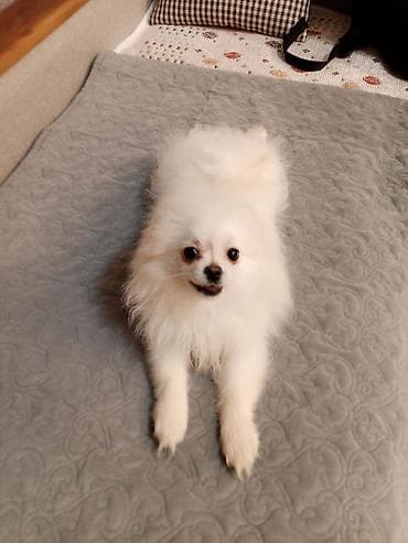 Şpitz, 4 ay, Dişi, Peyvəndli, Ünvandan götürmə